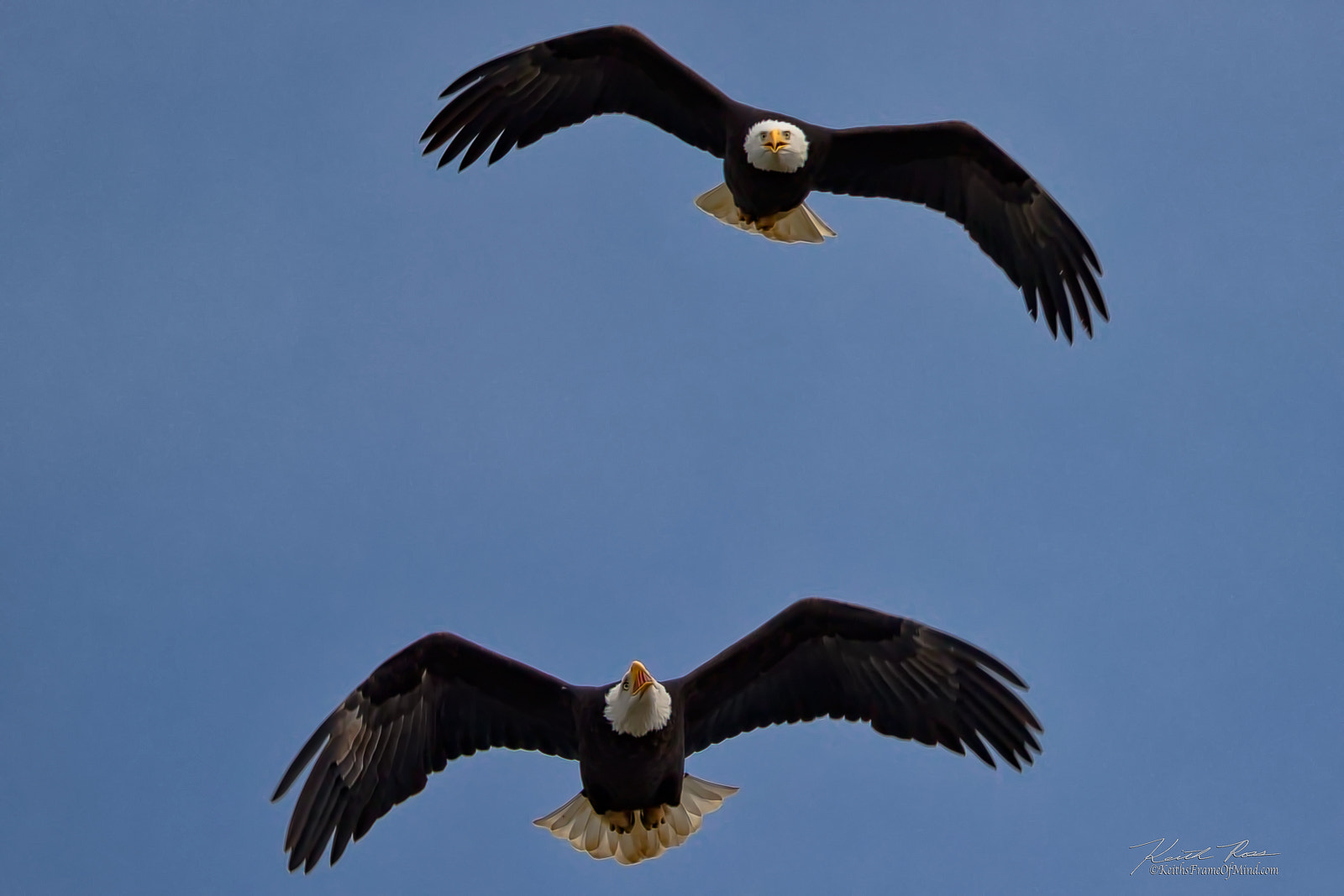 Canon EOS 7D Mark II + Canon EF 600mm F4L IS II USM sample photo. 366. bald eagles tandem glide photography