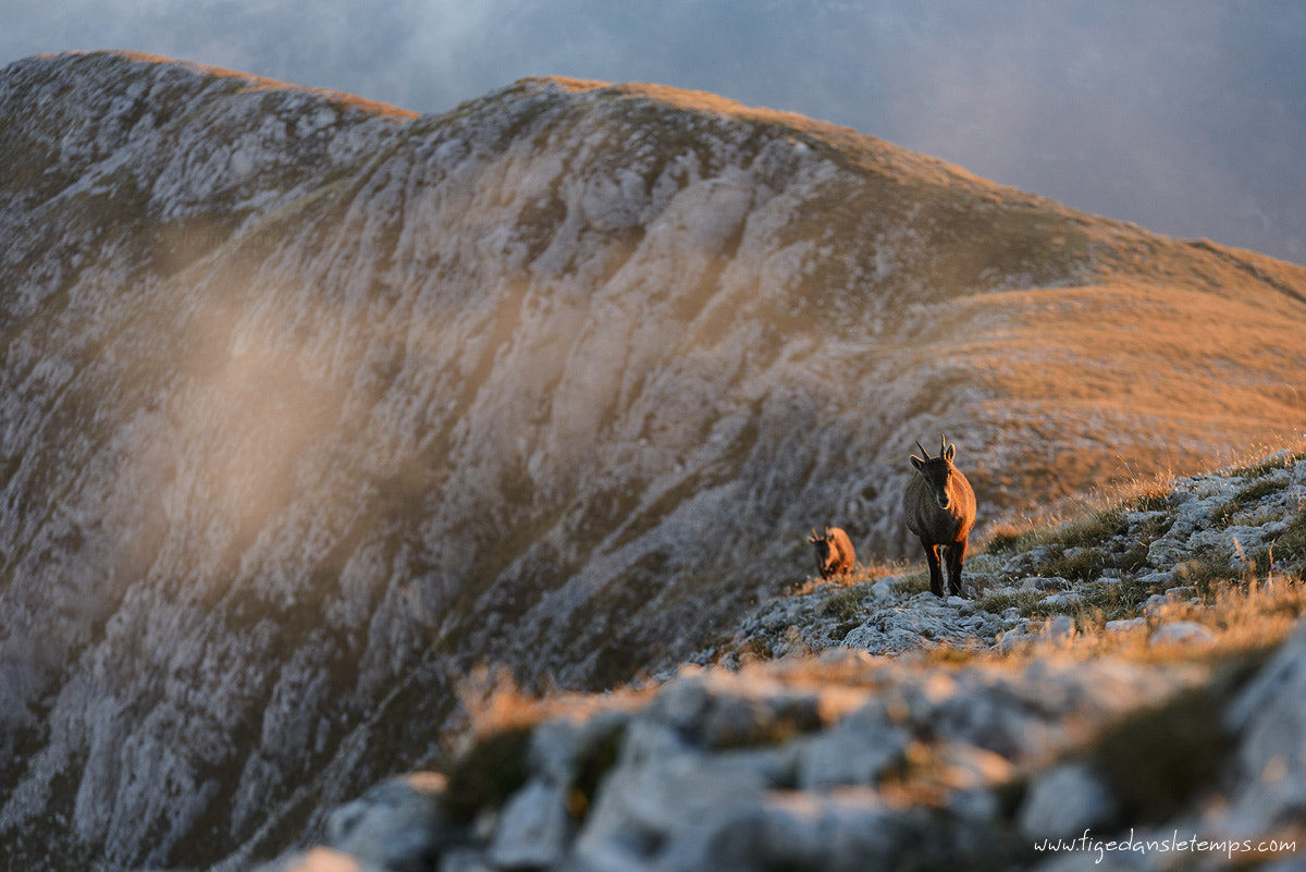 Sigma 70-200mm F2.8 EX DG OS HSM sample photo. Grand veymont photography