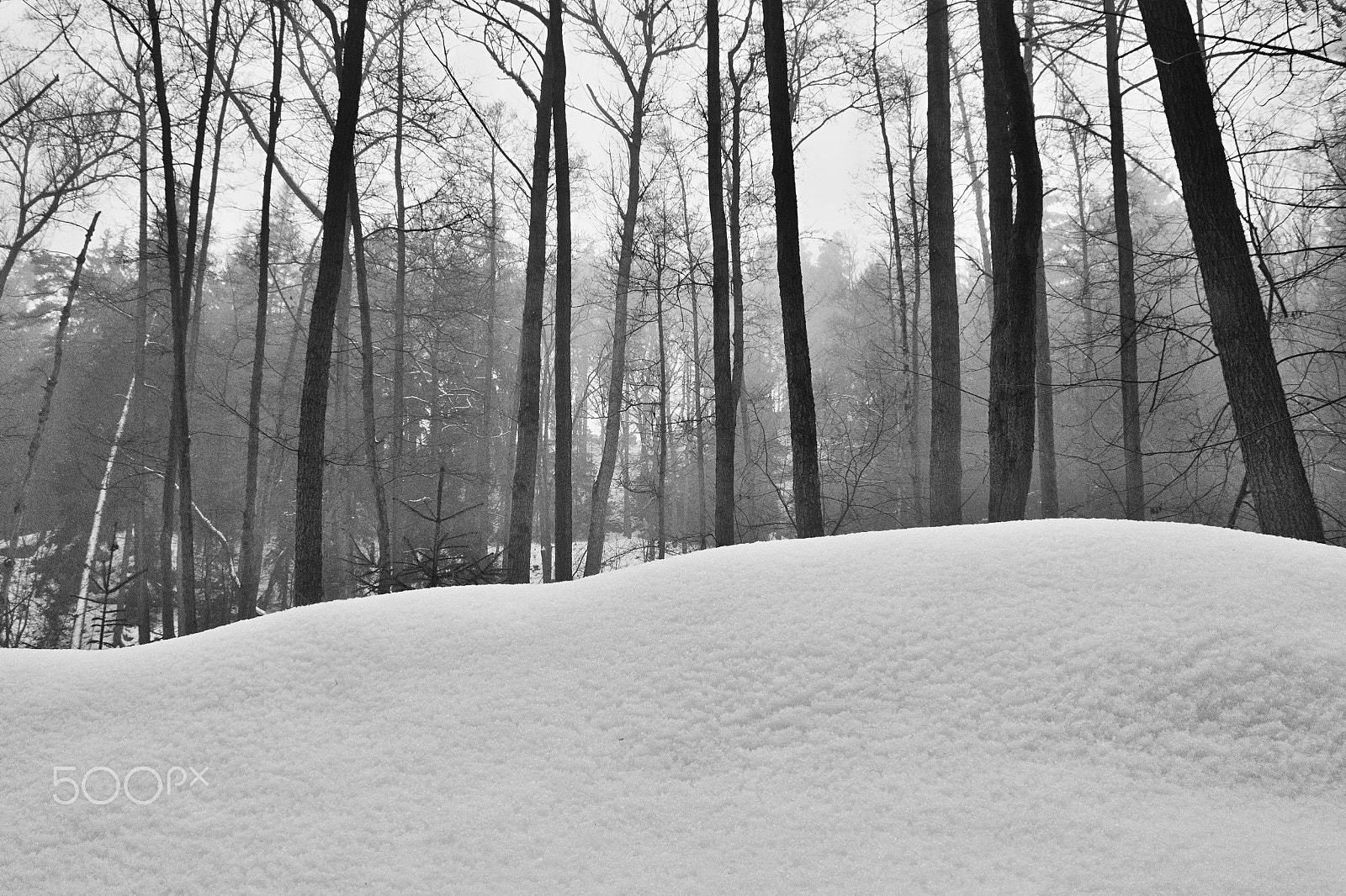 Nikon Coolpix P6000 sample photo. Trees behind snow dune in peklo valley in machuv kraj region during winter czech photography