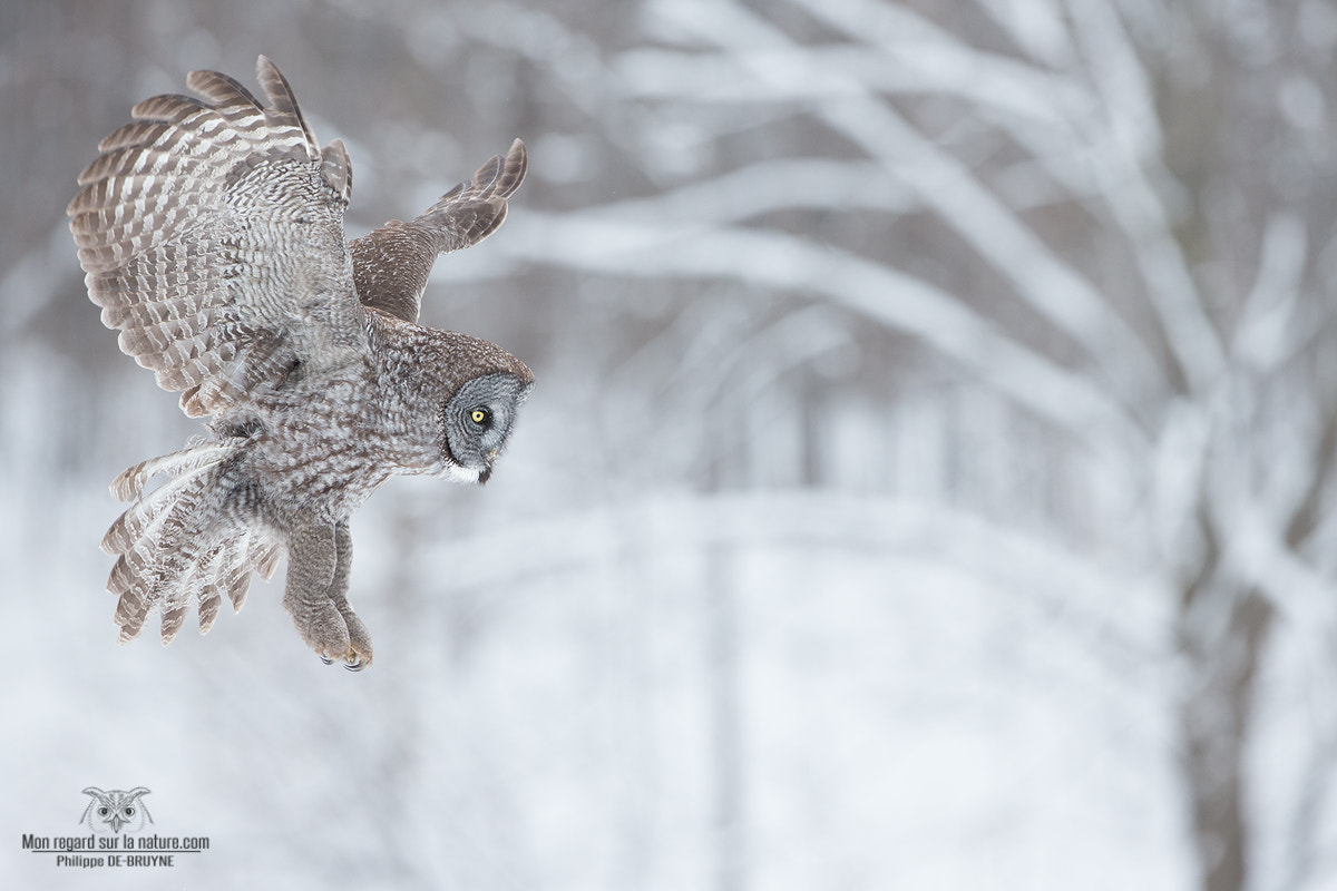 Canon EF 500mm F4L IS USM sample photo. The hunter !! photography
