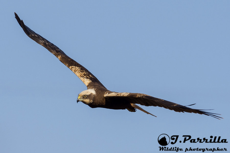 Olympus OM-D E-M1 Mark II + OLYMPUS M.300mm F4.0 sample photo. Lagunero photography