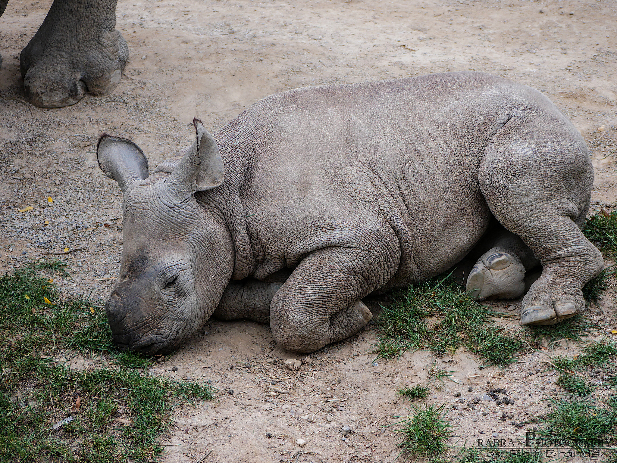 Panasonic Lumix G Vario 45-200mm F4-5.6 OIS sample photo. Rhino baby photography
