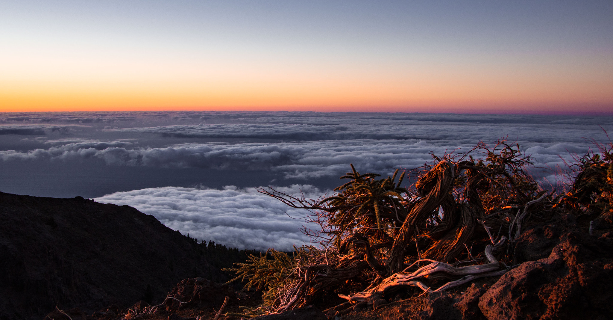 Olympus OM-D E-M5 + Panasonic Lumix G 14mm F2.5 ASPH sample photo. Red thicket photography