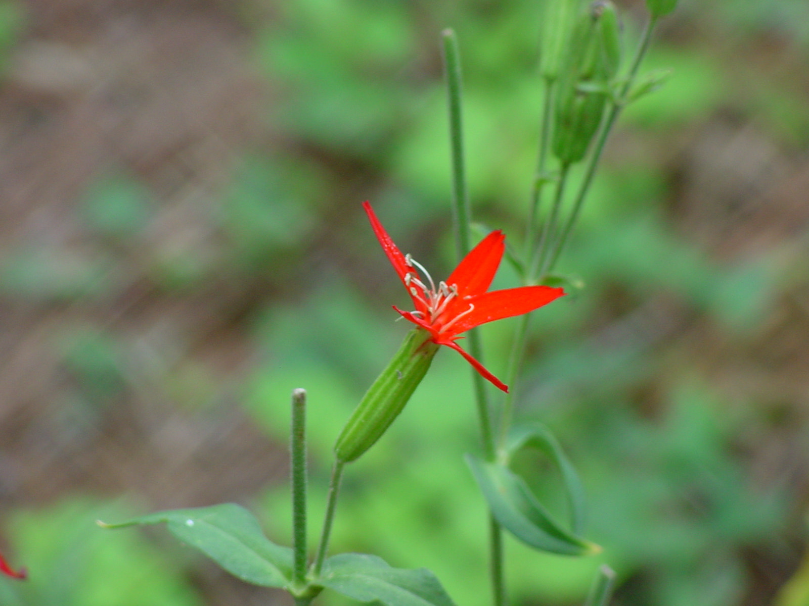 Sony MAVICA sample photo