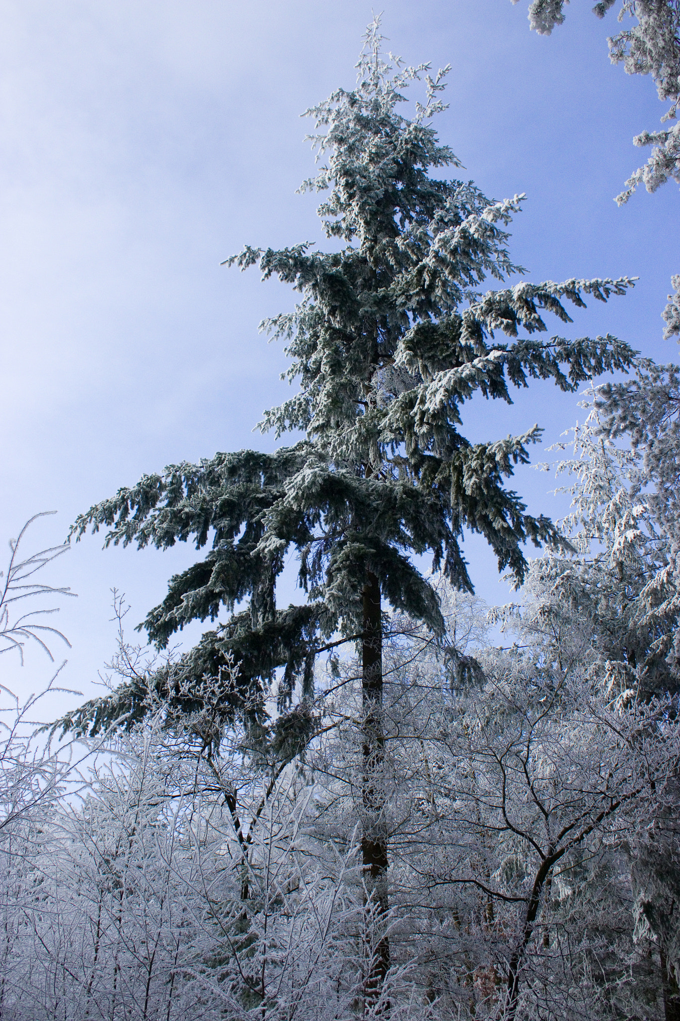 Canon EF-S 18-55mm F3.5-5.6 IS sample photo. Winter photography