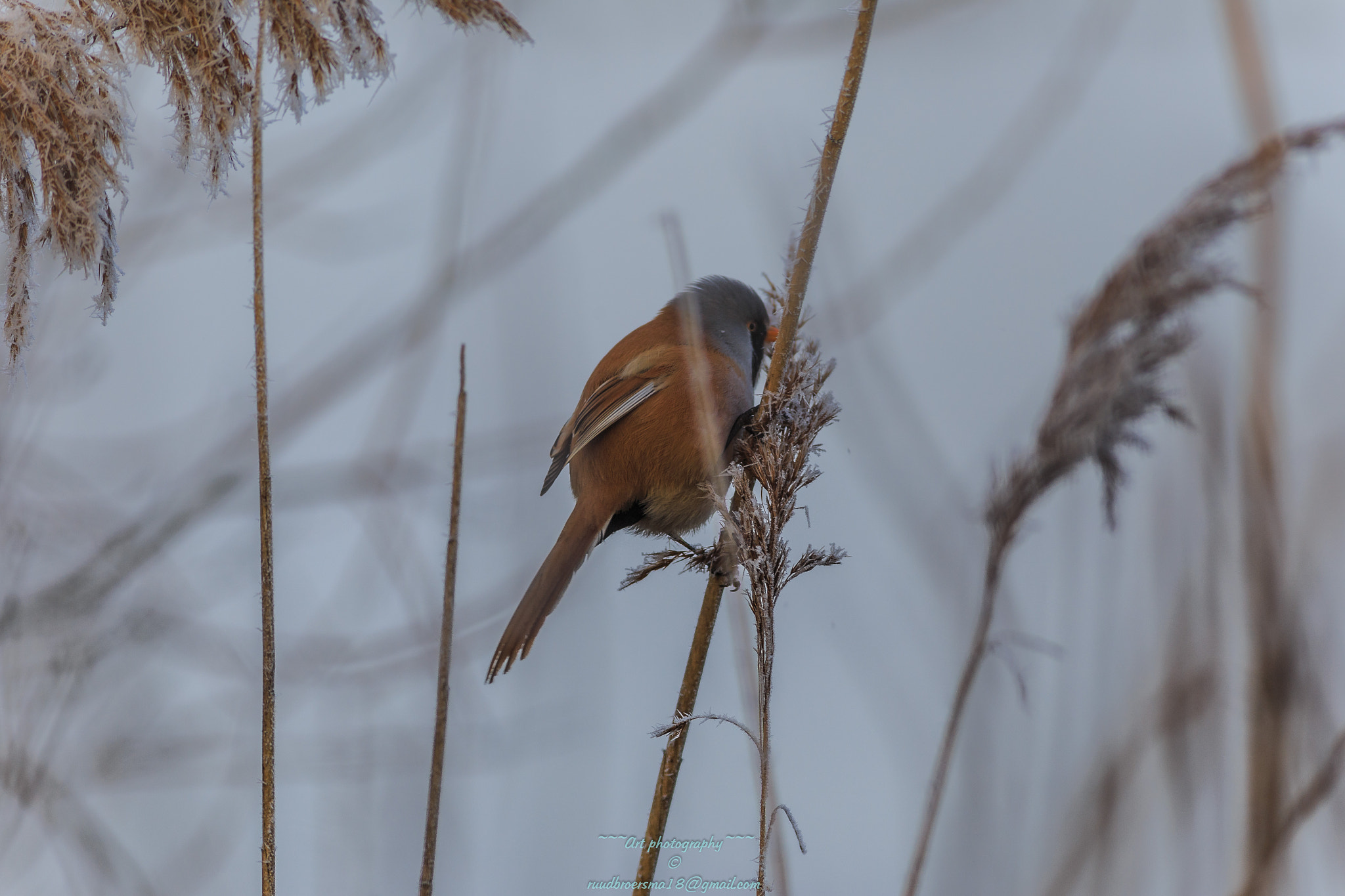 Canon EOS 6D + Canon EF 400mm F5.6L USM sample photo. Baardmannetje (panurus biarmicus) photography