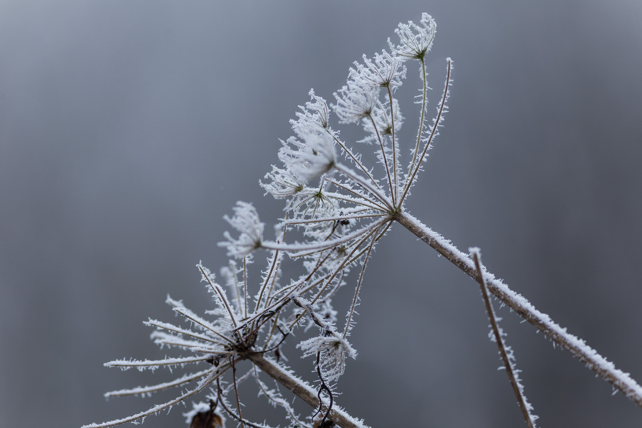 Canon EOS 6D + Canon EF 400mm F5.6L USM sample photo. Winter ice photography