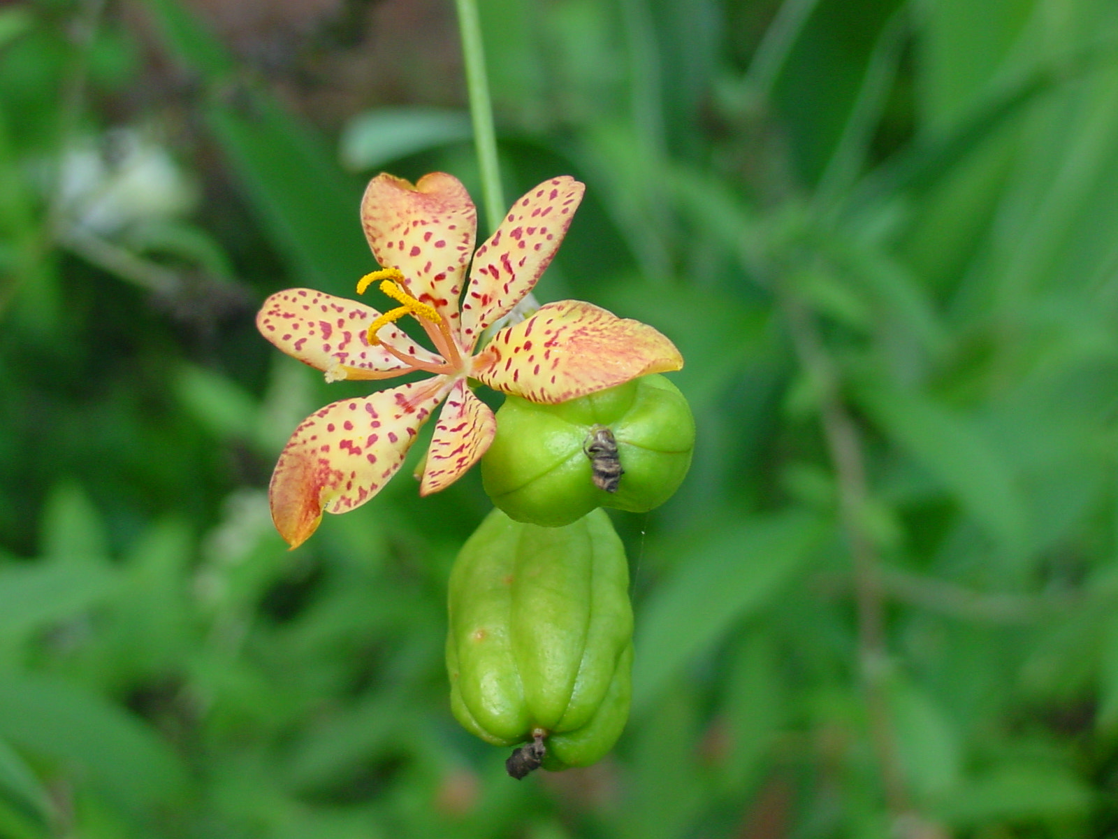 Sony MAVICA sample photo
