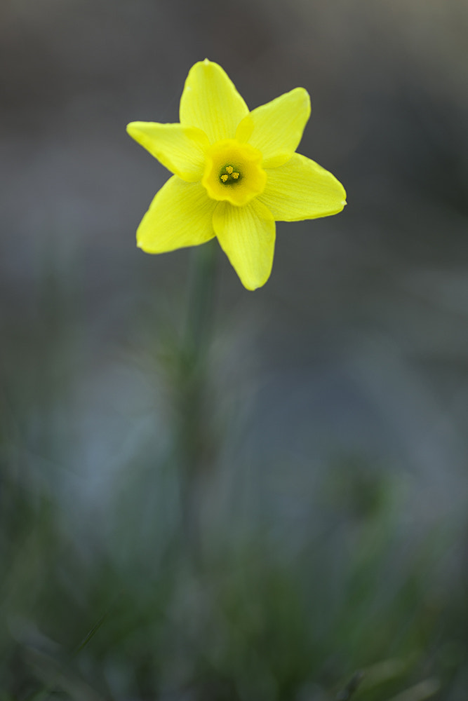 Tamron SP AF 90mm F2.8 Di Macro sample photo. Jonquille sauvage. photography
