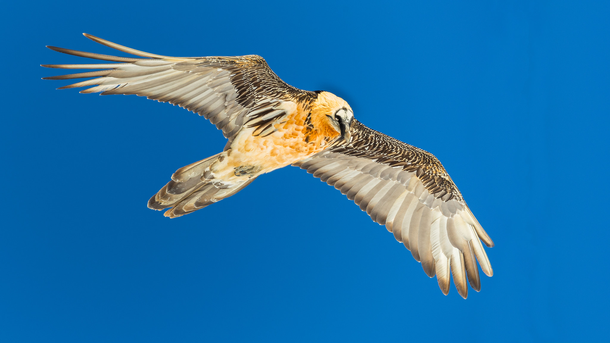Canon EF 400mm F2.8L IS II USM sample photo. Gipeto barbuto photography