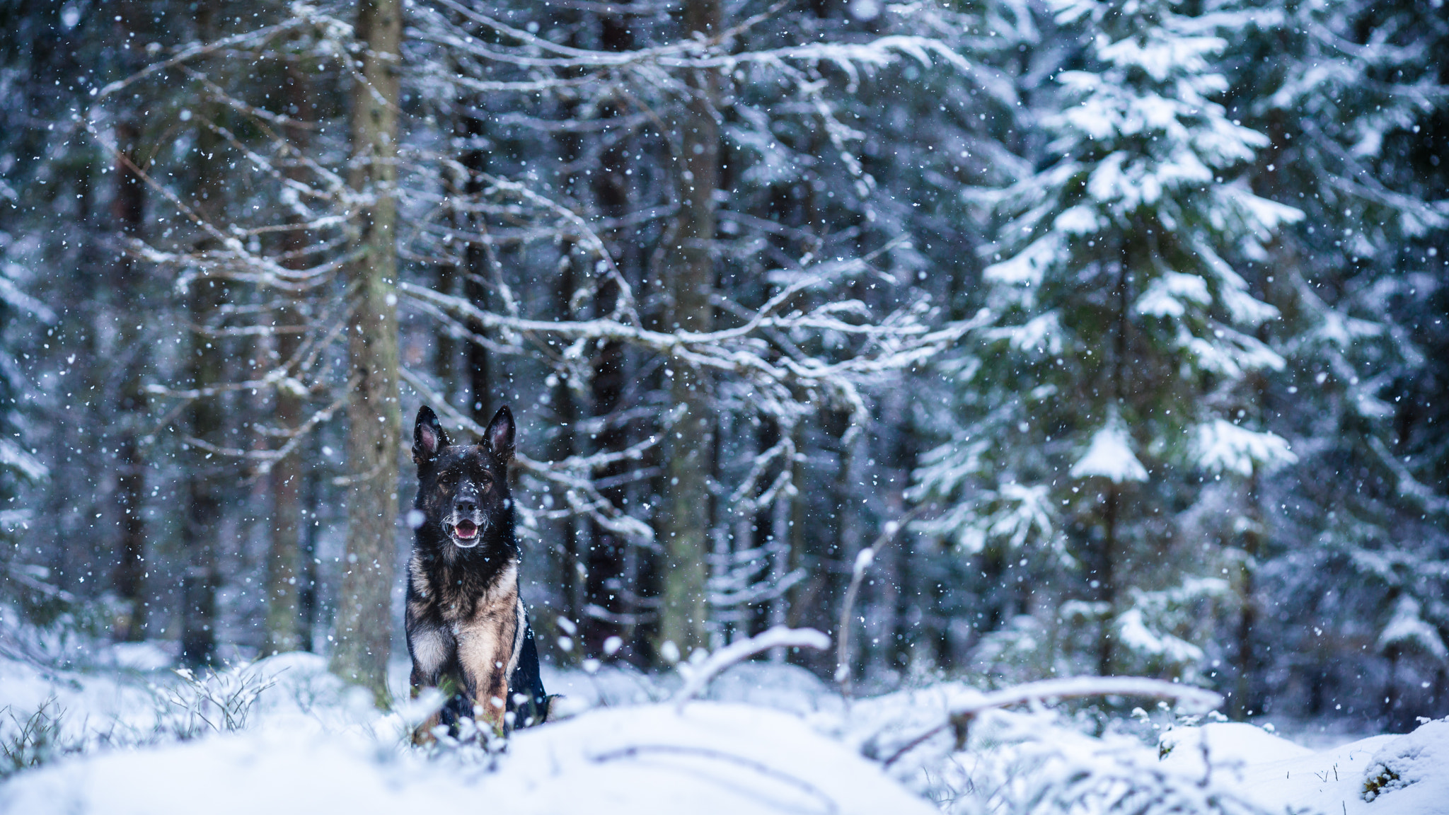 Canon EOS 5D Mark II sample photo. King of the forest photography