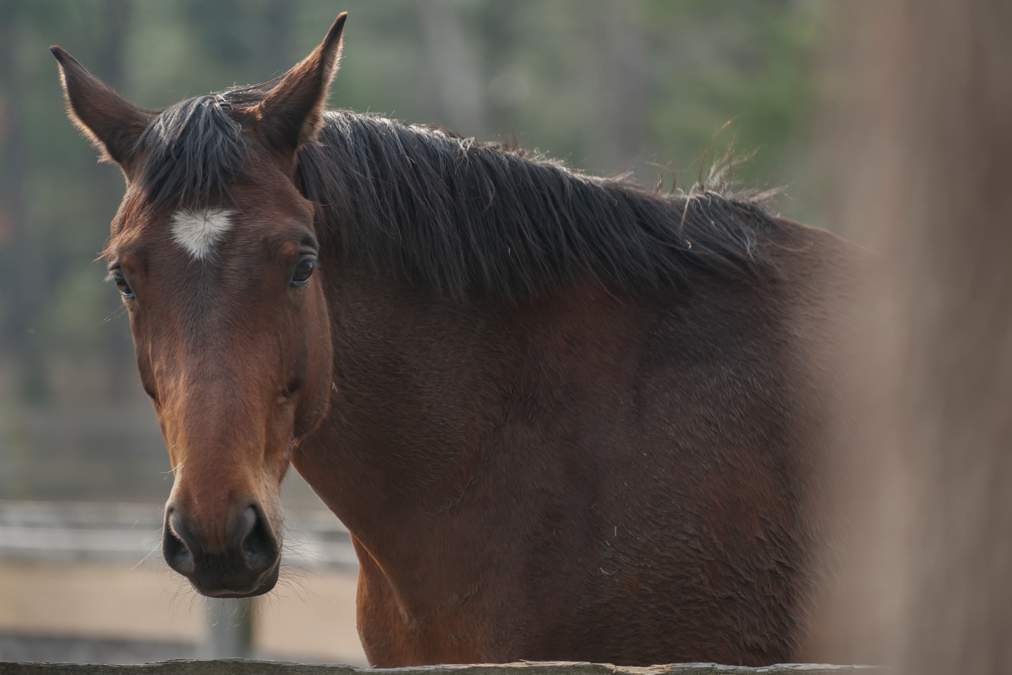 Nikon D3 sample photo. Muddy girl photography