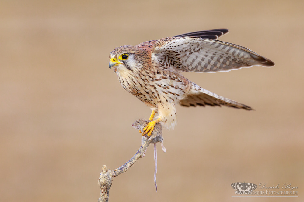 Canon EF 300mm F2.8L IS II USM sample photo. Kestrel (falco tinnunculus) photography