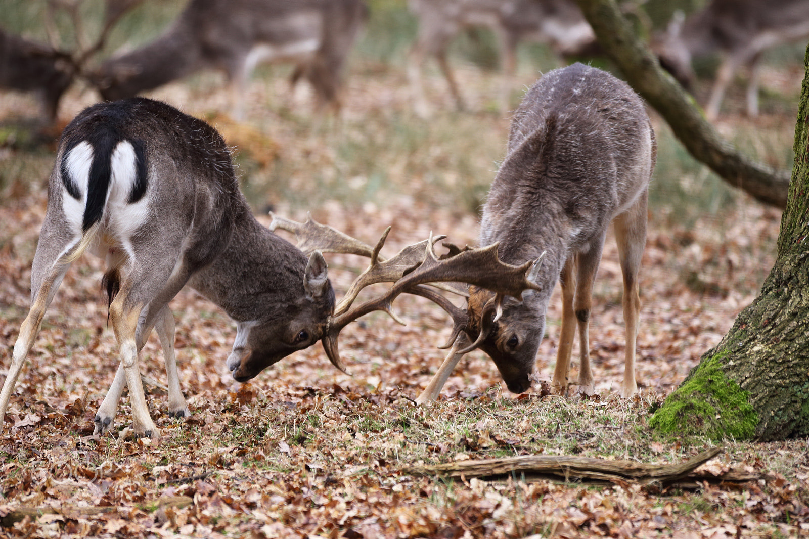 Canon EF 70-200mm F2.8L IS II USM sample photo. Deer fight_mg_8033 photography