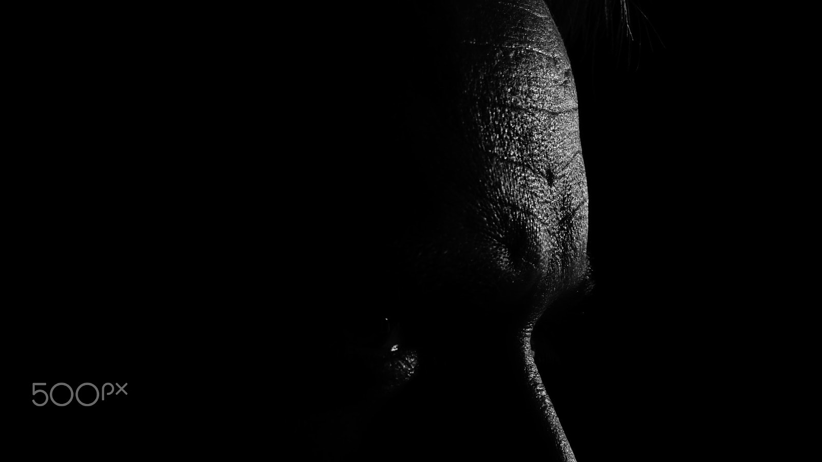 Sony SLT-A77 sample photo. Is this me? photography