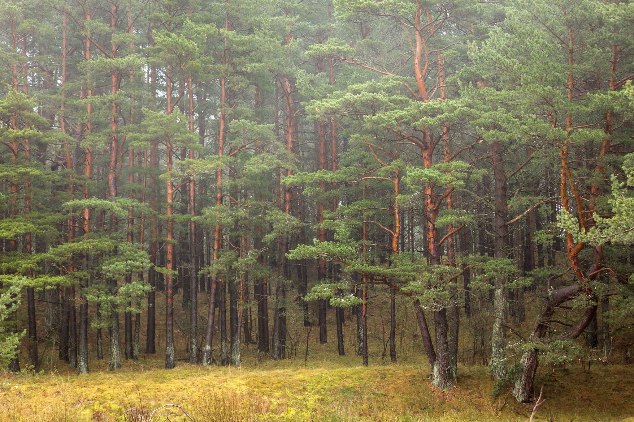 Canon EF-S 55-250mm F4-5.6 IS STM sample photo. Breathing forest photography