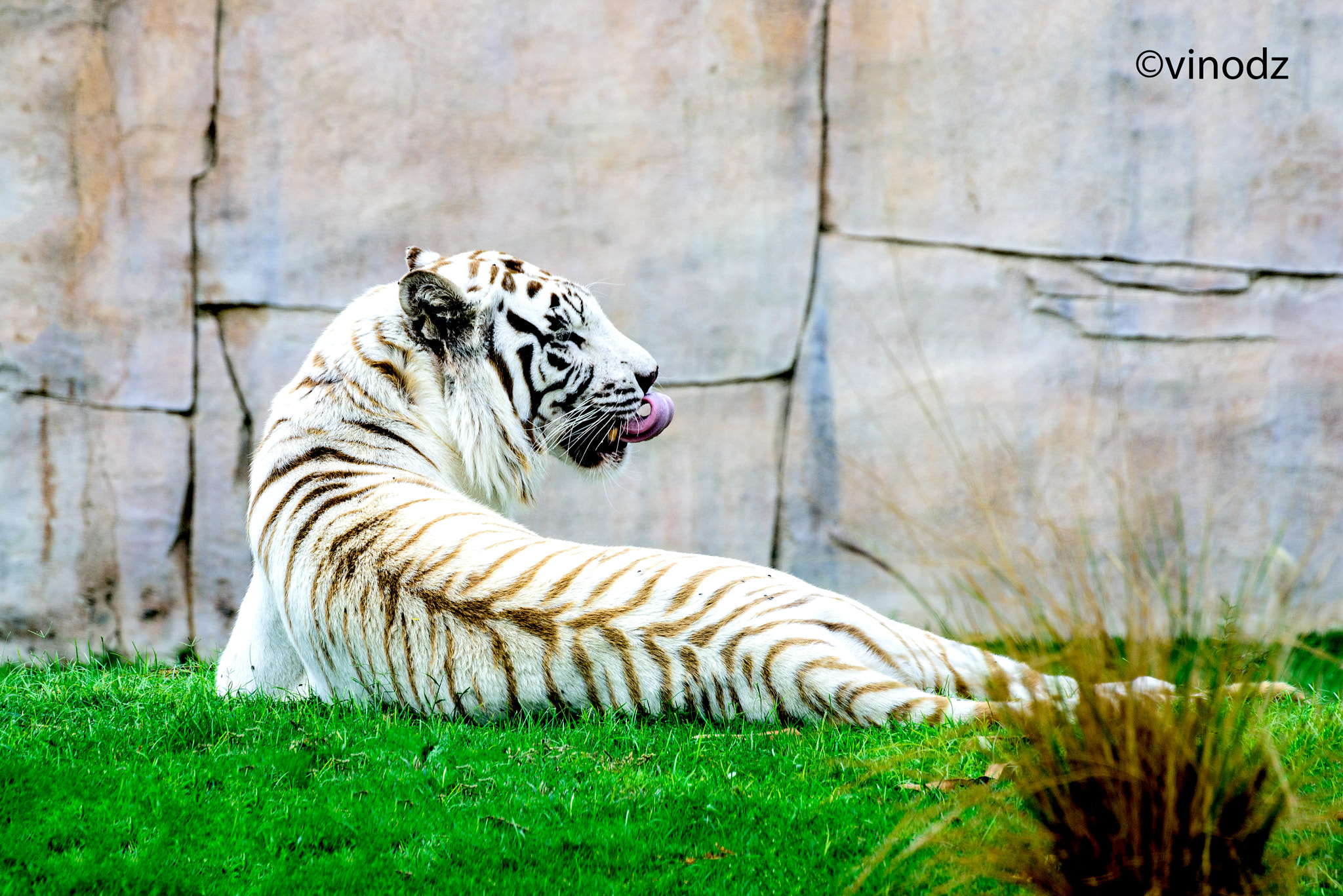 Nikon D810 sample photo. White tiger photography
