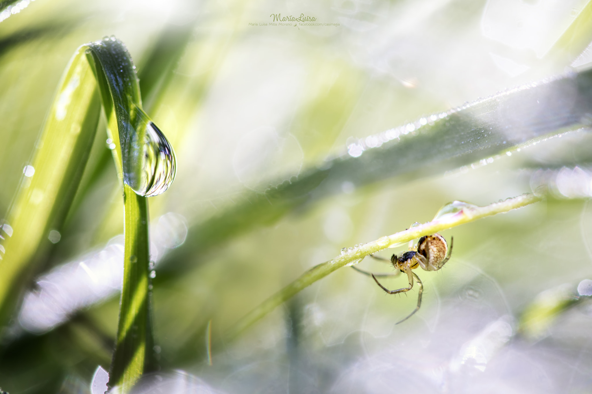Canon EF 100mm F2.8 Macro USM sample photo. After the rain photography