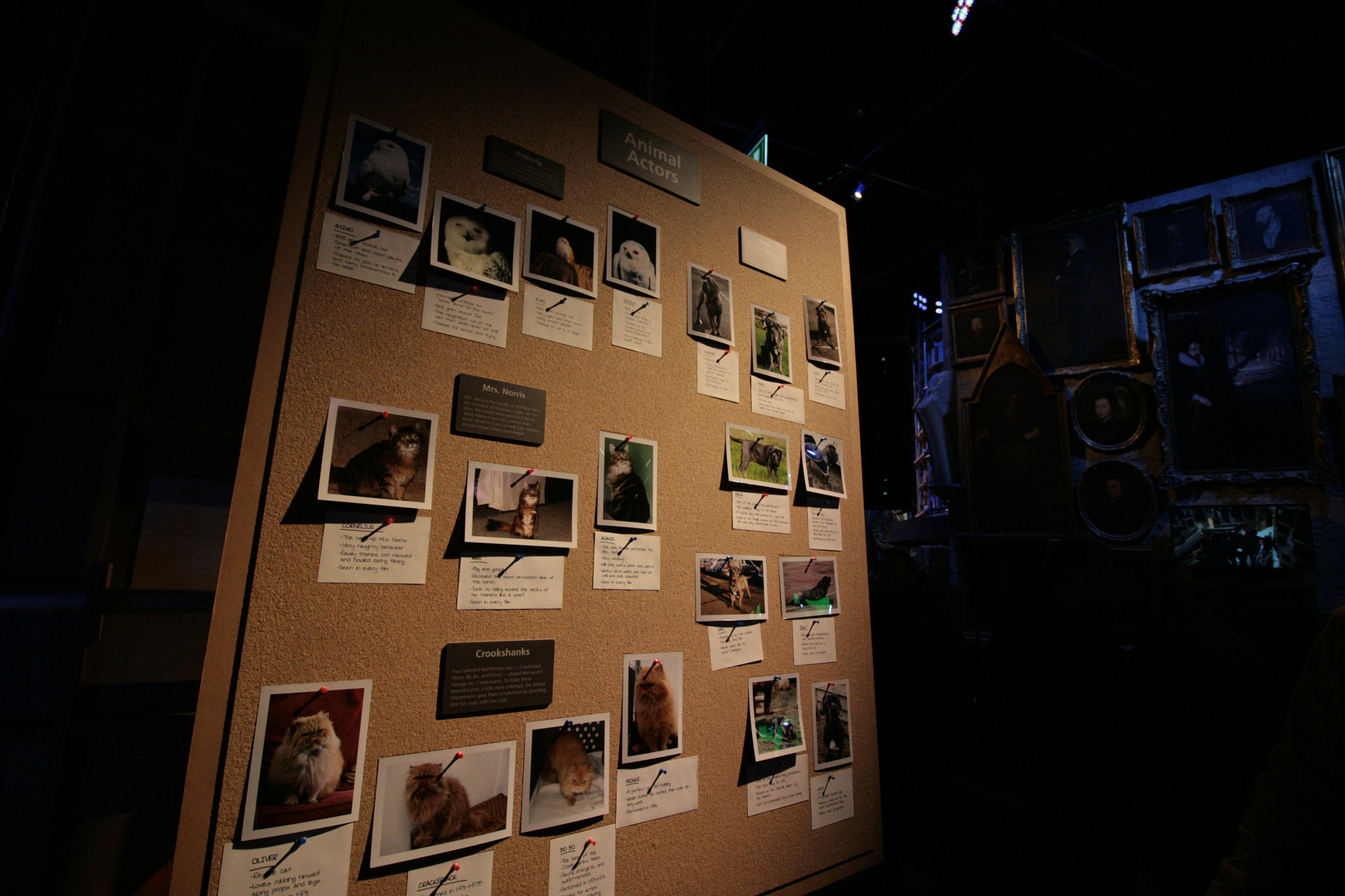 Canon EOS 400D (EOS Digital Rebel XTi / EOS Kiss Digital X) sample photo. Animal actors featured in harry potter photography