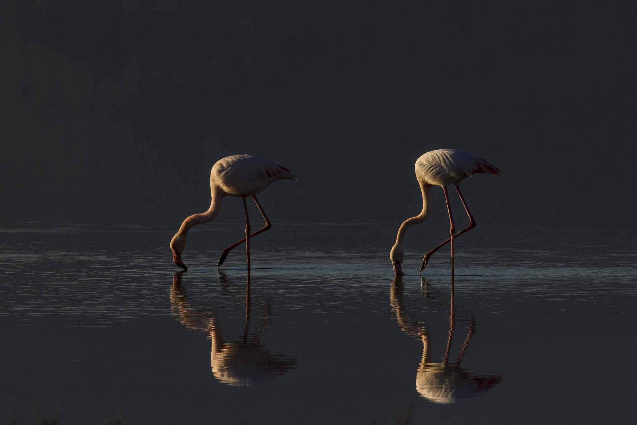 Canon EOS 7D + Canon EF 300mm F4L IS USM sample photo. Flamingo photography
