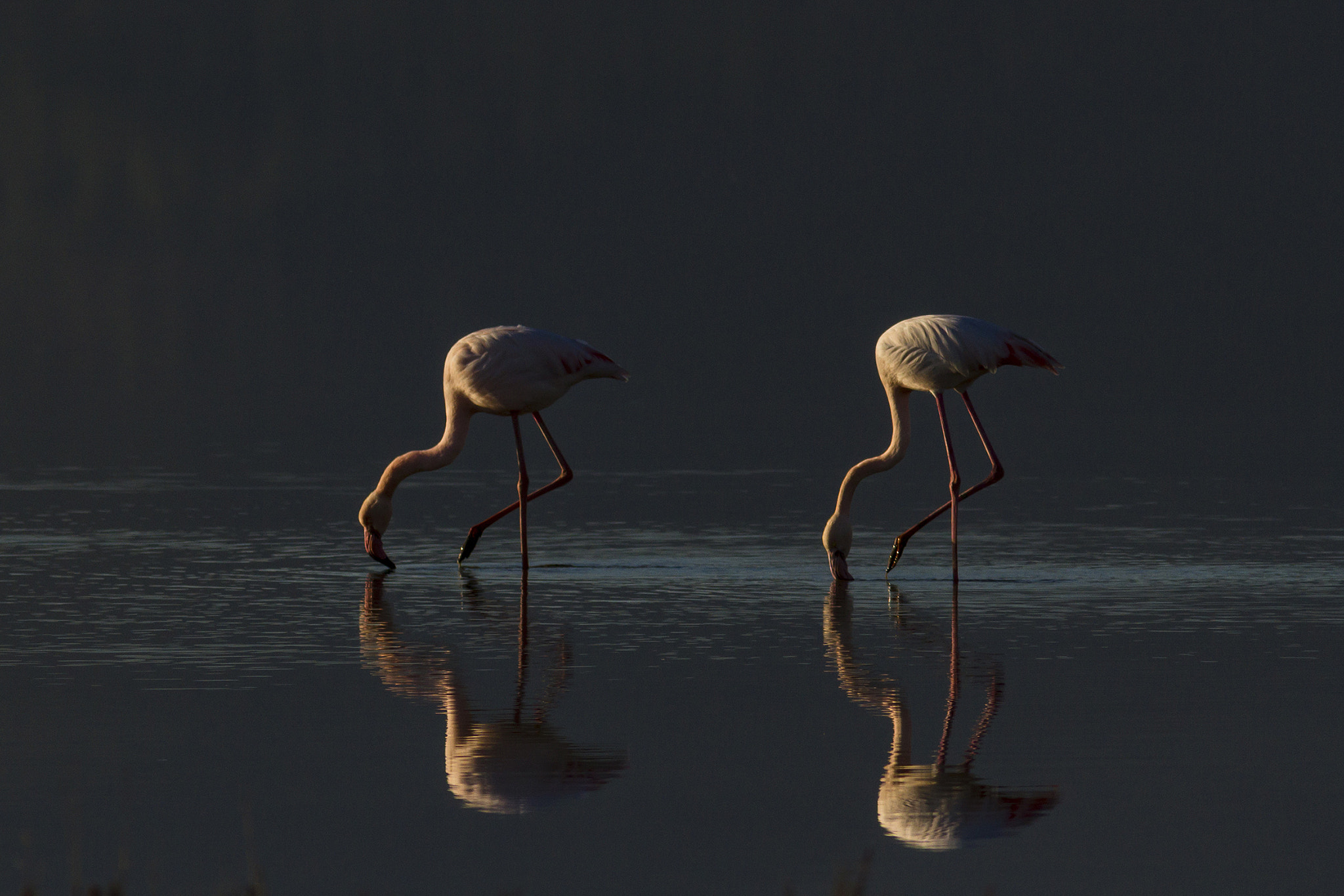 Canon EF 300mm F4L IS USM sample photo. Flamingo photography