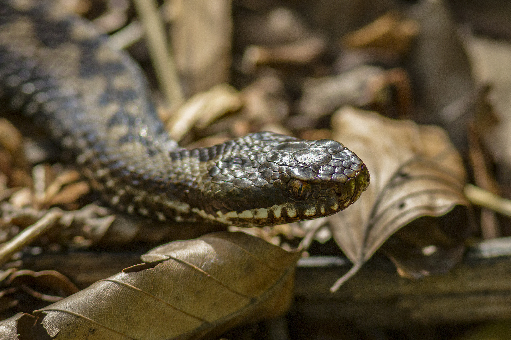 Canon EF 300mm F4L IS USM sample photo. Viper photography