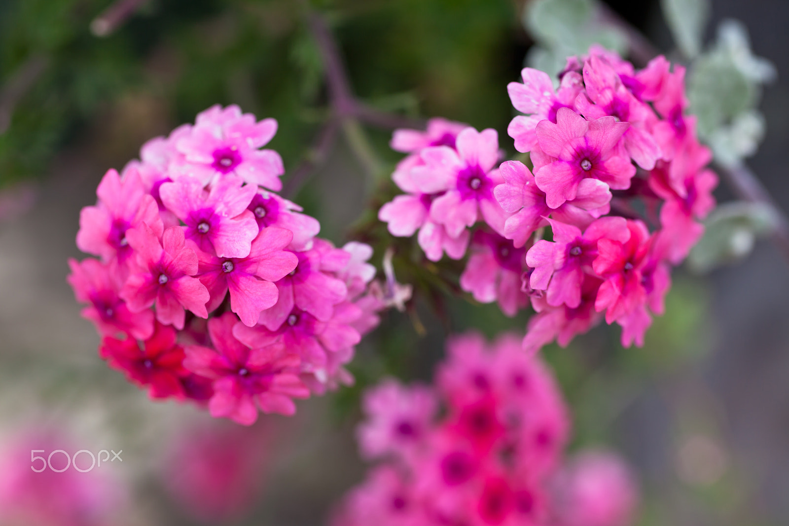 Canon EOS 5D Mark II sample photo. Verbena flowers on bokeh background photography