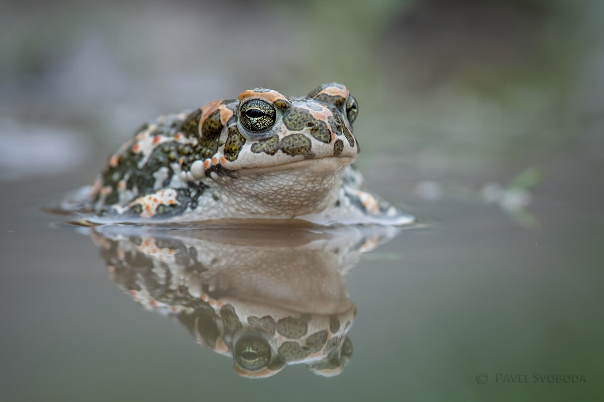 Nikon Nikkor AF-S 300mm F4E PF ED VR sample photo. Green toad photography