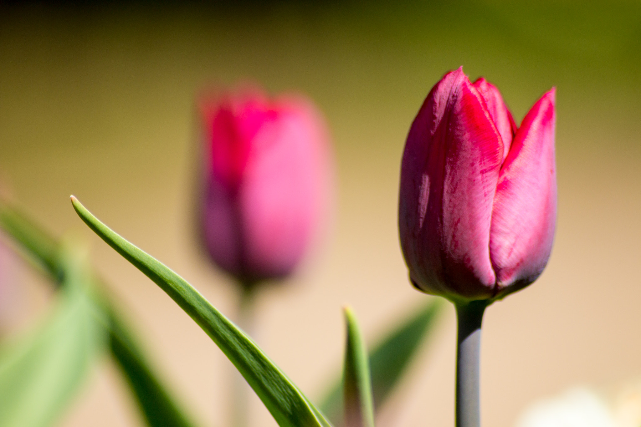 Sigma 70-300mm F4-5.6 APO DG Macro sample photo. Pink tulip 2 photography