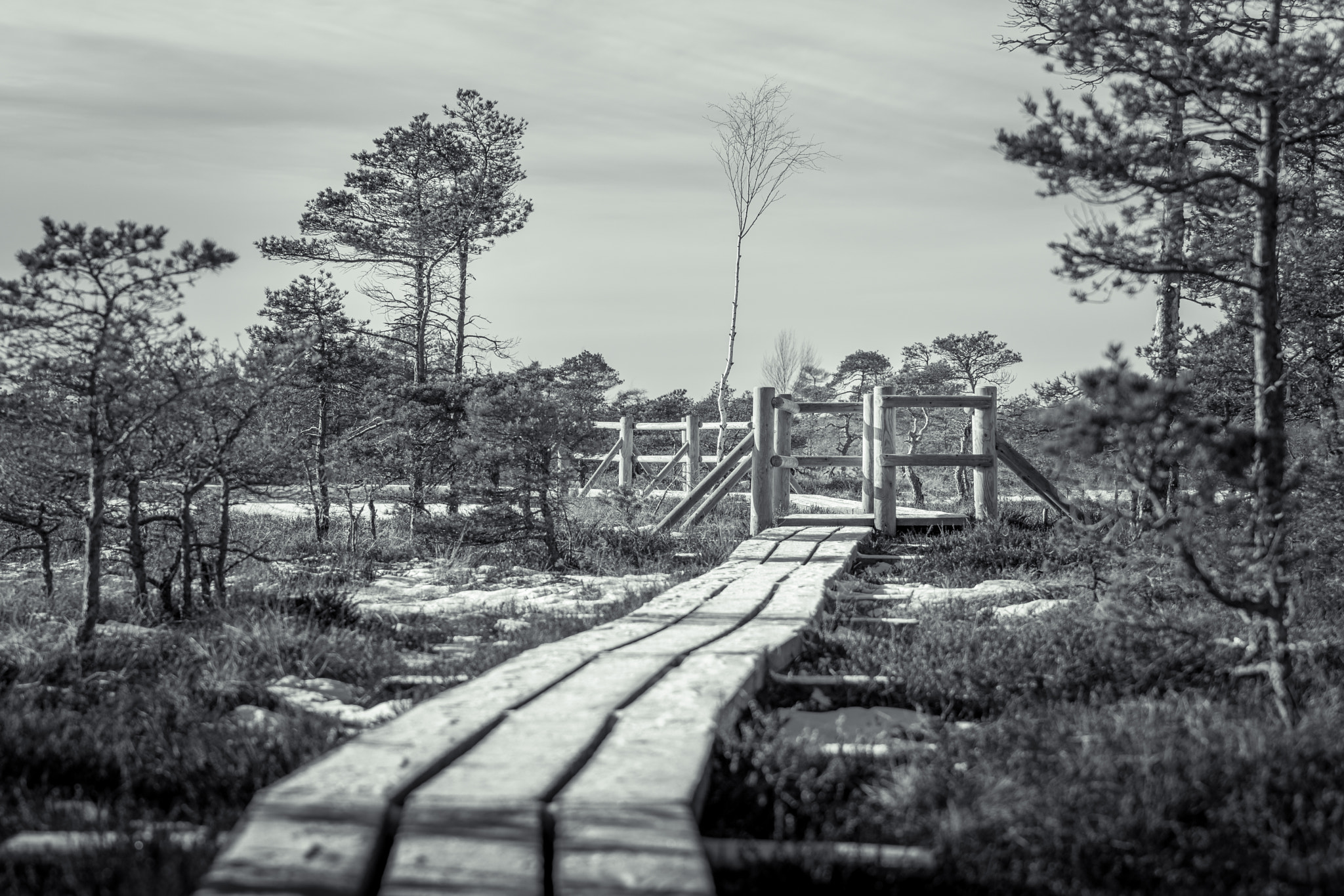 Nikon AF-S Nikkor 70-200mm F2.8G ED VR II sample photo. Wooden trail leading through a frozen bog photography