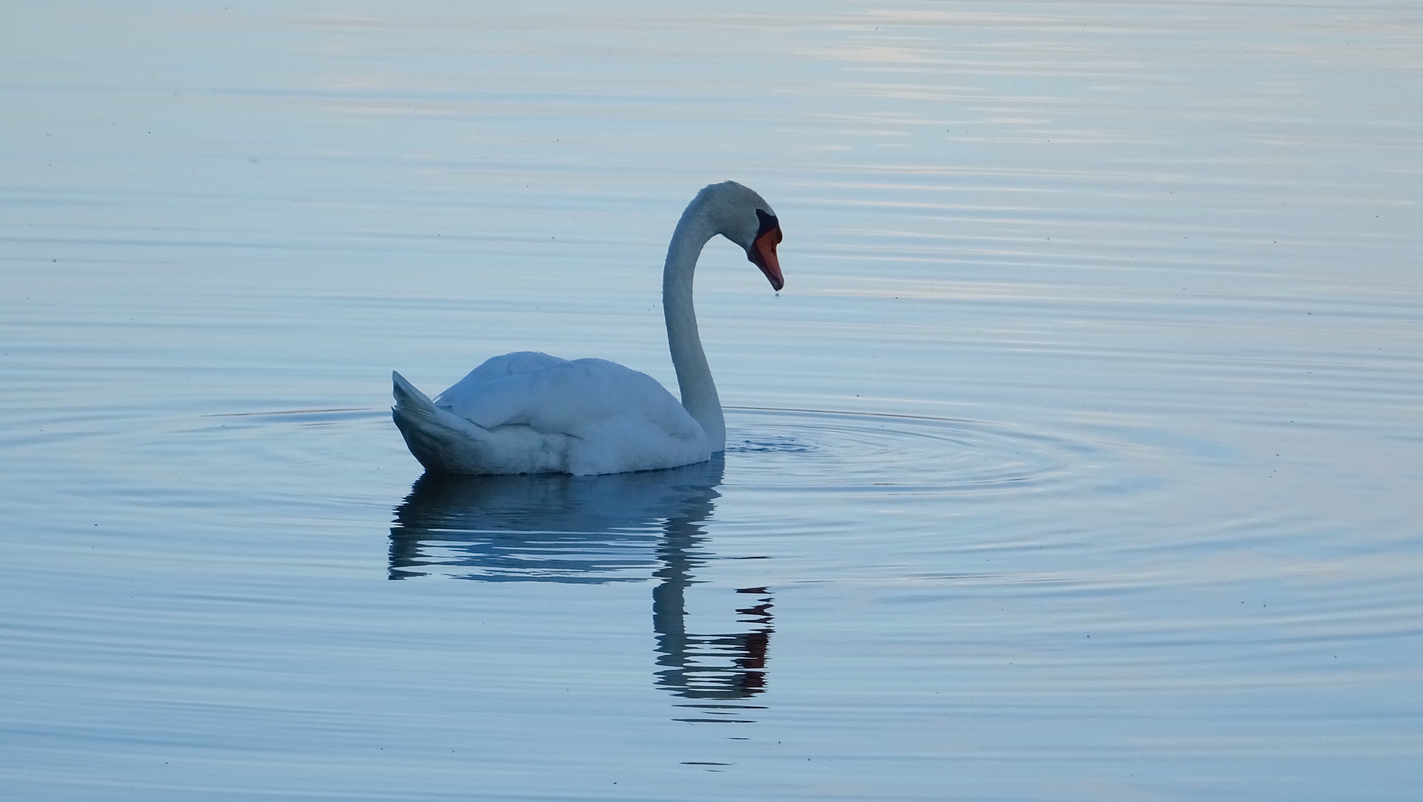 Sony 24-720mm F3.5-6.3 sample photo