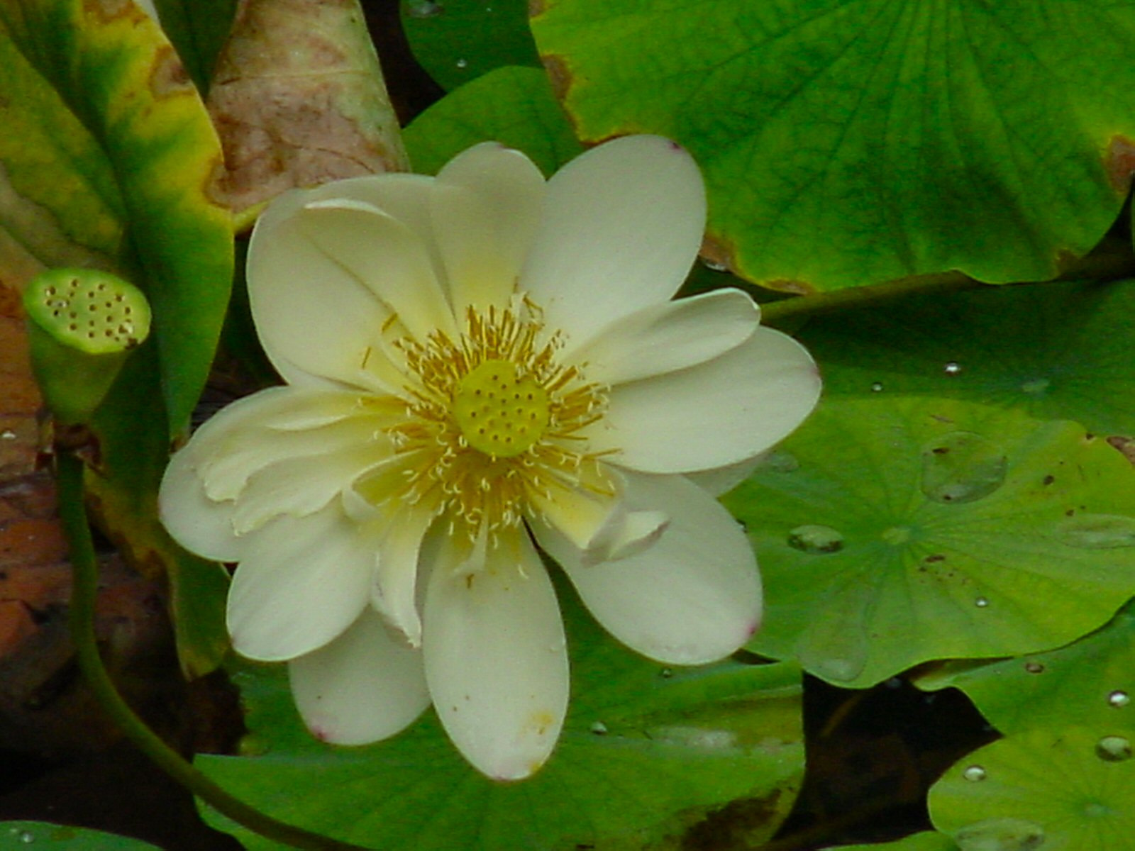 Sony MAVICA sample photo