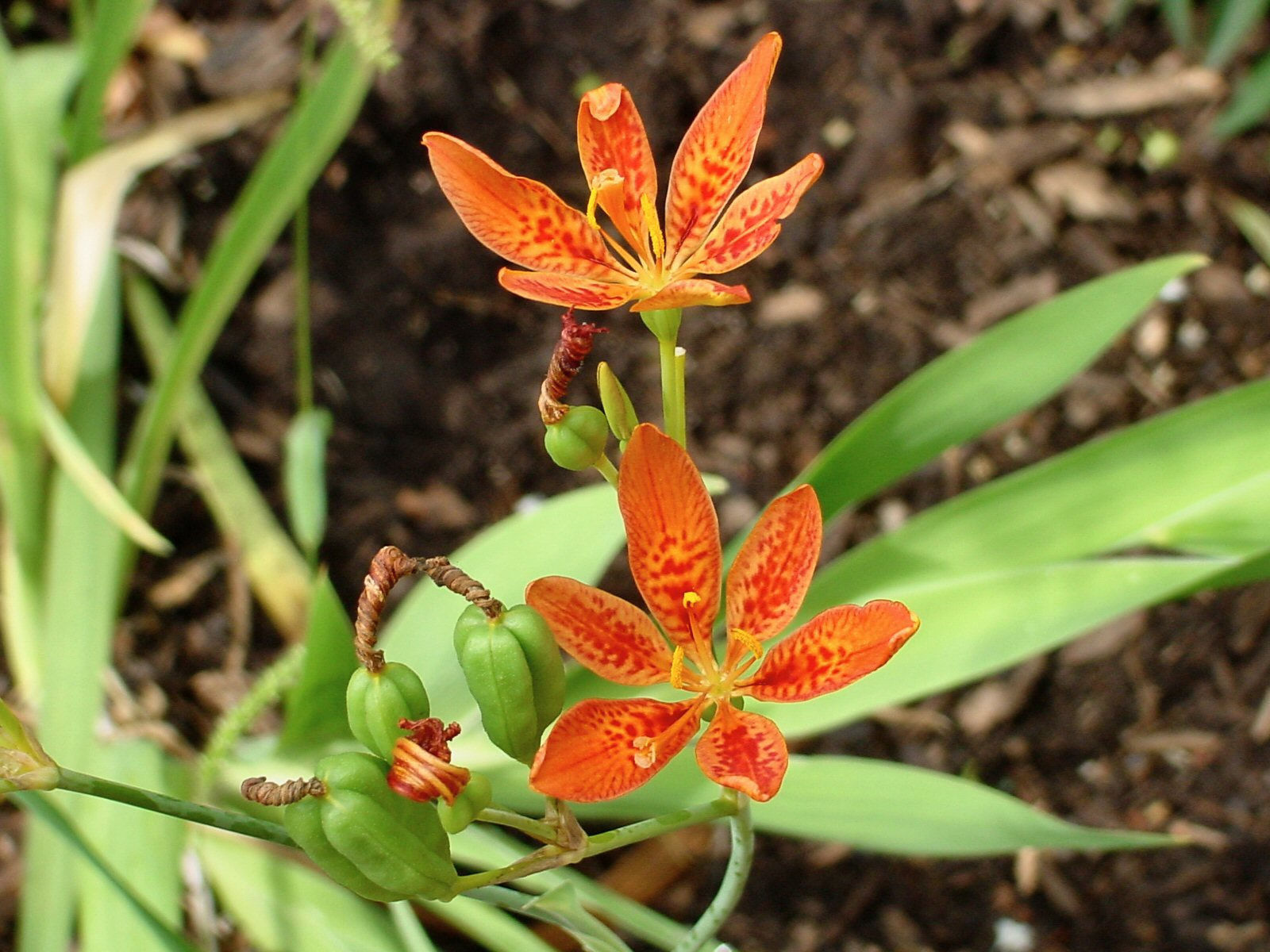 Sony MAVICA sample photo