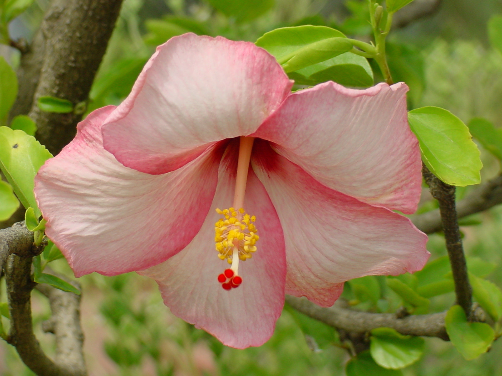 Sony MAVICA sample photo. Scr () photography