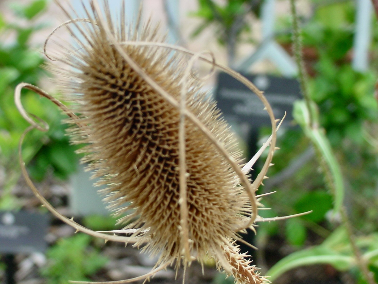 Sony MAVICA sample photo