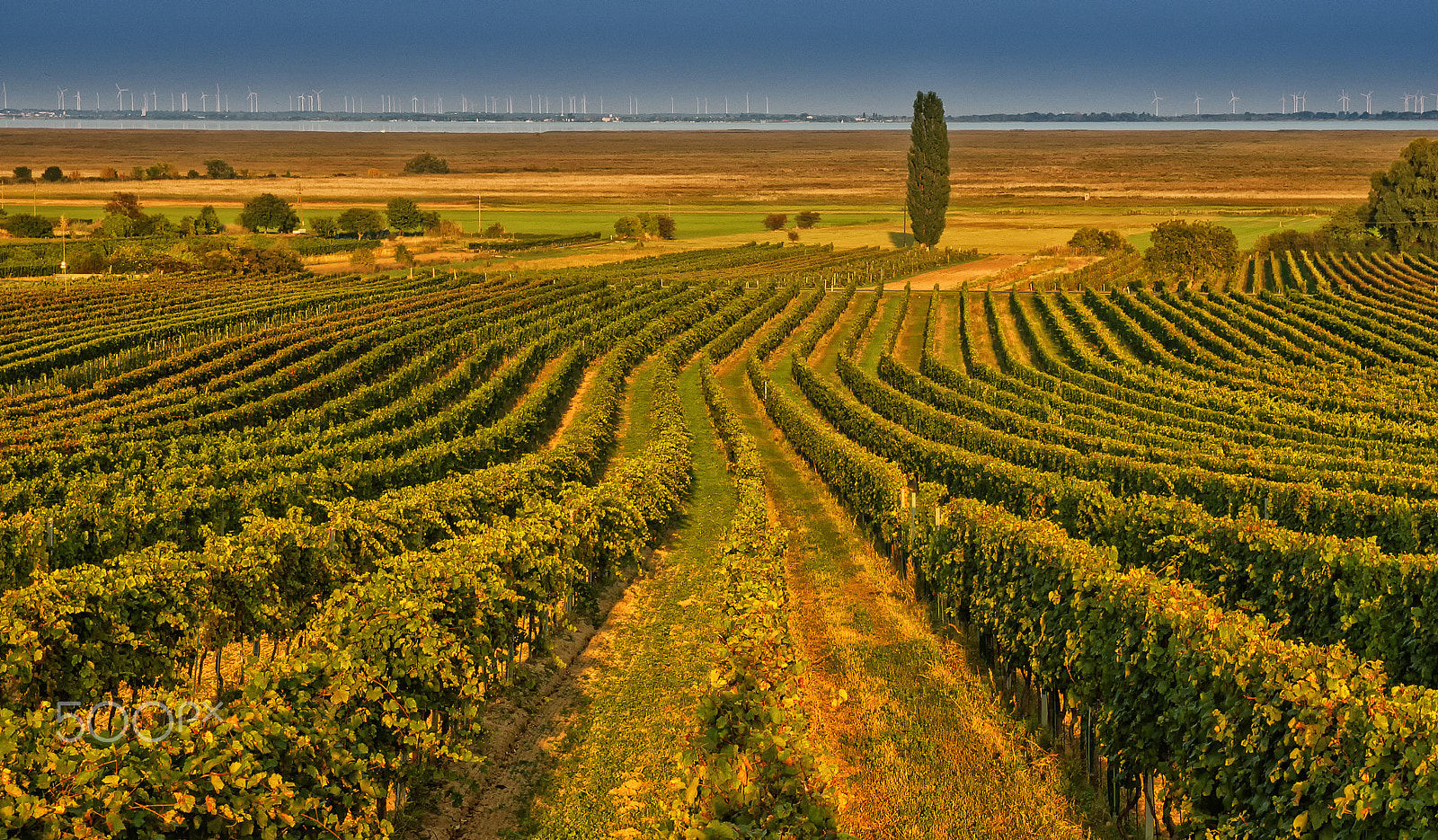 Pentax K-5 II sample photo. Autumn vineyards photography