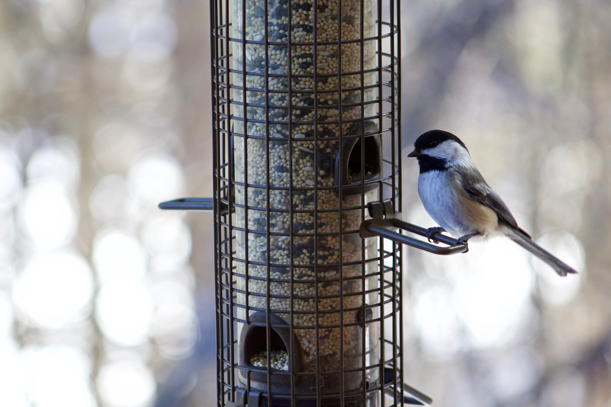 Canon EF 75-300mm f/4-5.6 USM sample photo. Feeding time photography