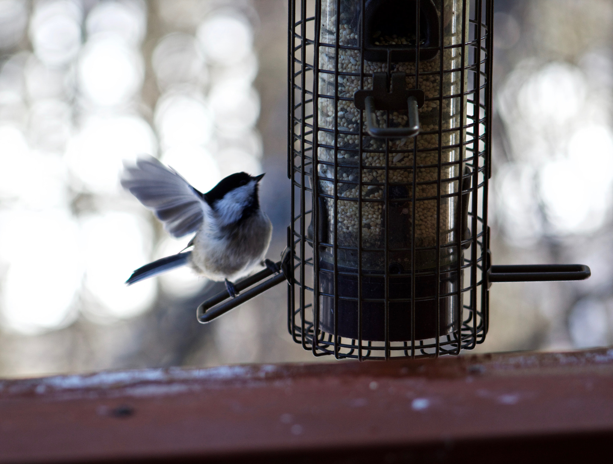 Canon EF 75-300mm f/4-5.6 USM sample photo. In flight photography