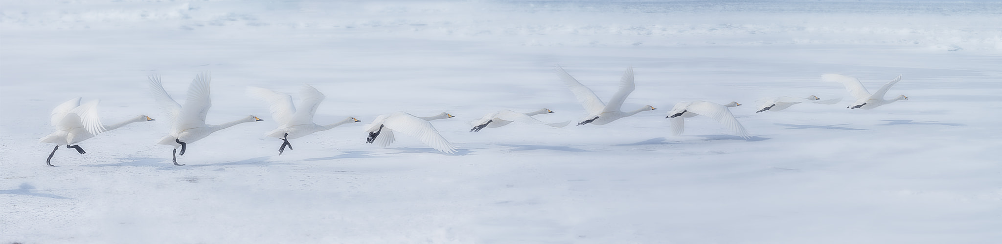 Nikon AF-S Nikkor 70-200mm F4G ED VR sample photo. Whooper swan taking off photography