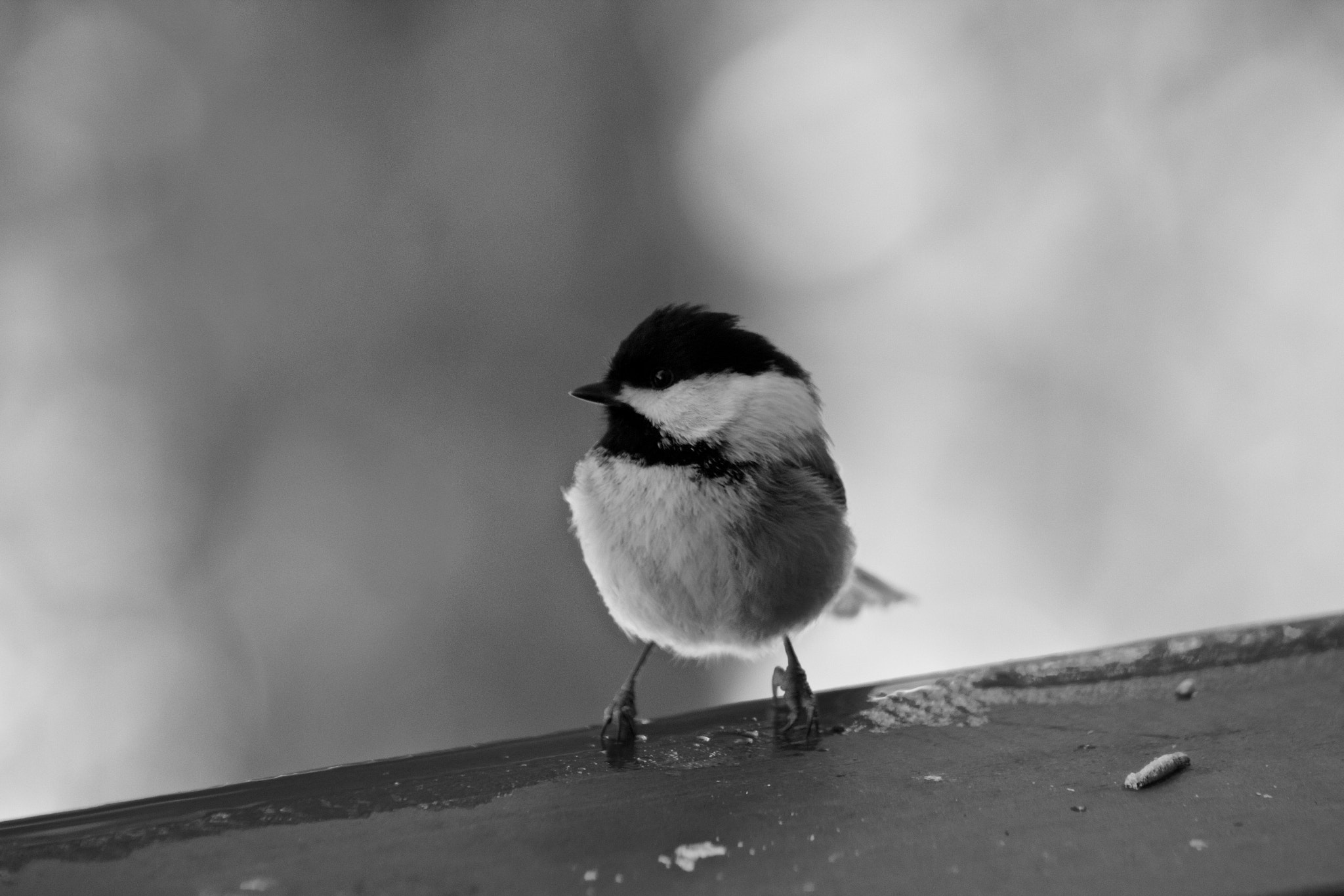Canon EF 75-300mm f/4-5.6 USM sample photo. Adapt photography