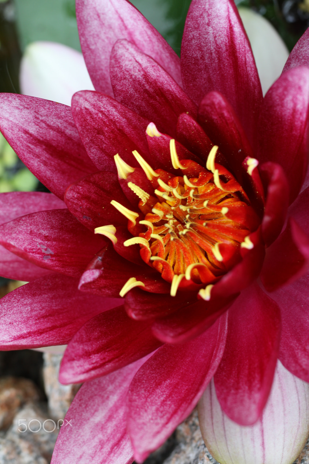 Sigma APO Macro 180mm F2.8 EX DG OS HSM sample photo. Water lily or nymphaea photography