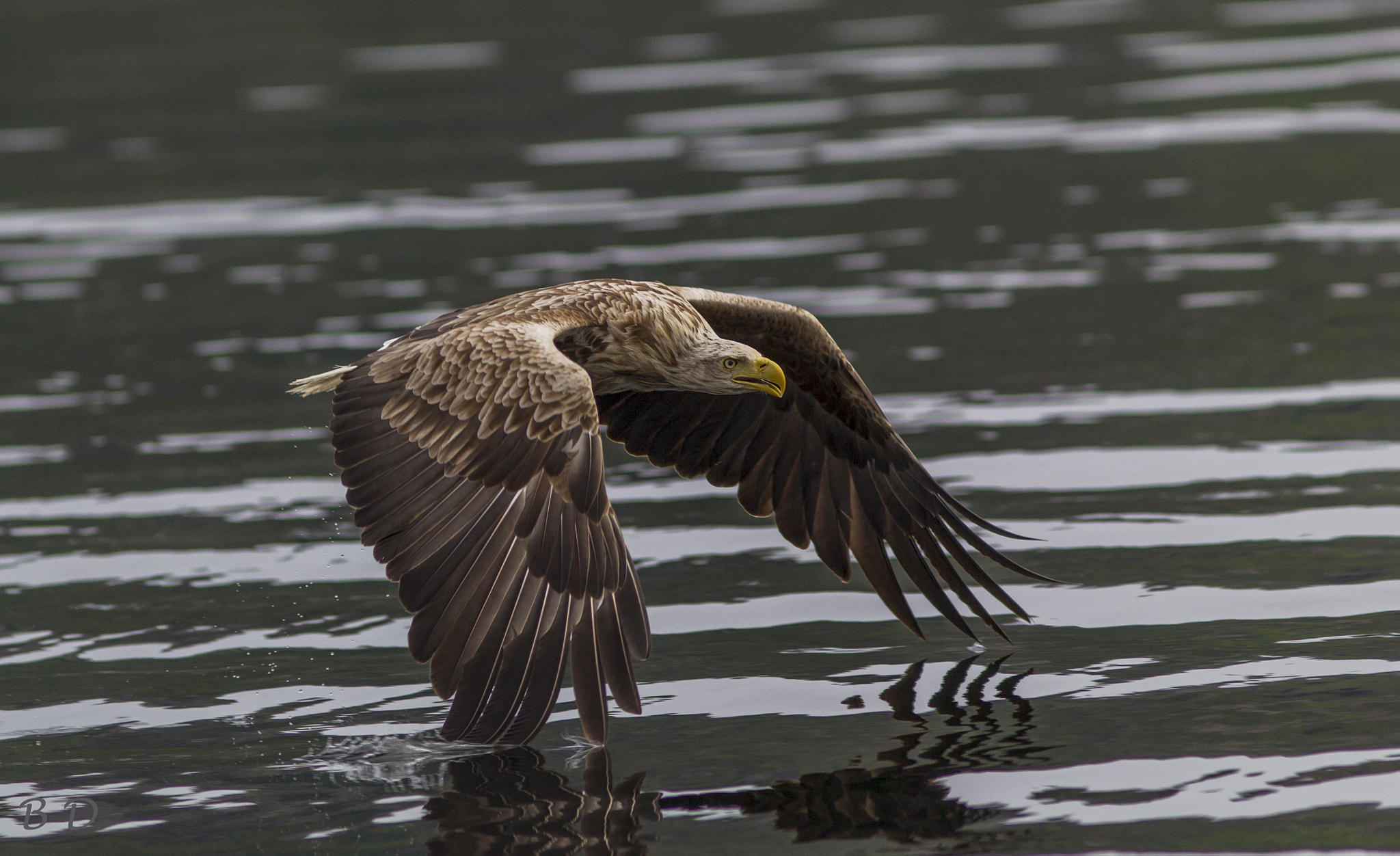 Canon EF 300mm F4L IS USM sample photo. White tail adult eagle photography