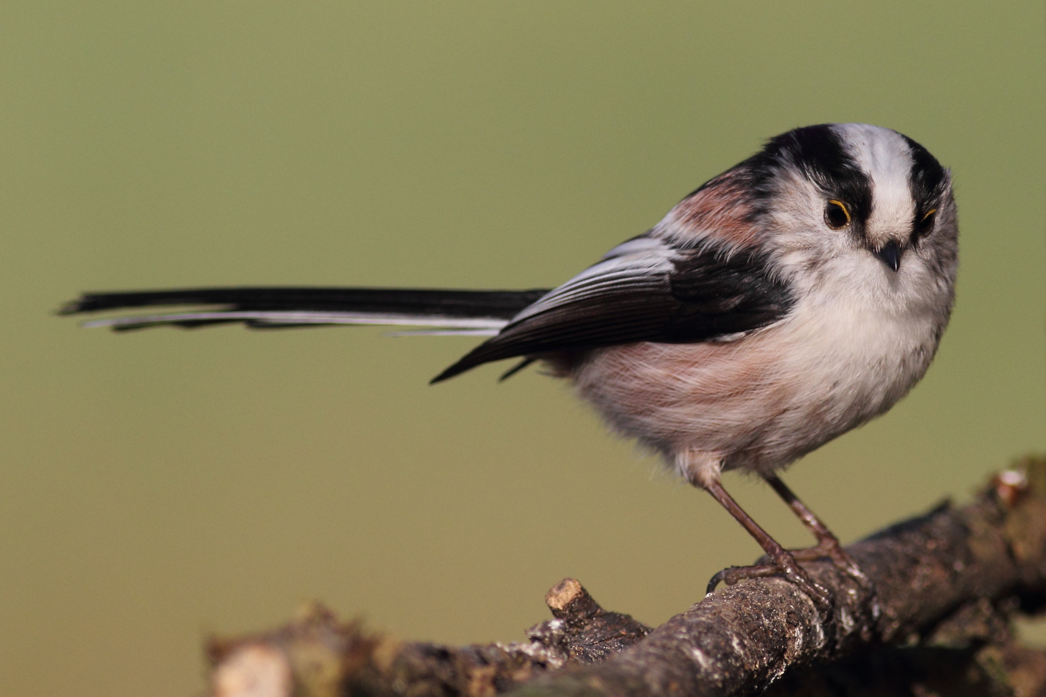 Canon EOS 60D sample photo. Long-tailed tit photography