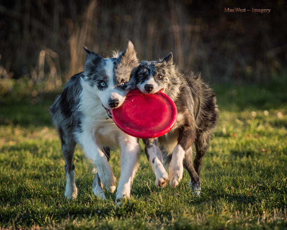 Canon EOS 70D + Canon EF 70-200mm F4L IS USM sample photo. Two dogs in love photography