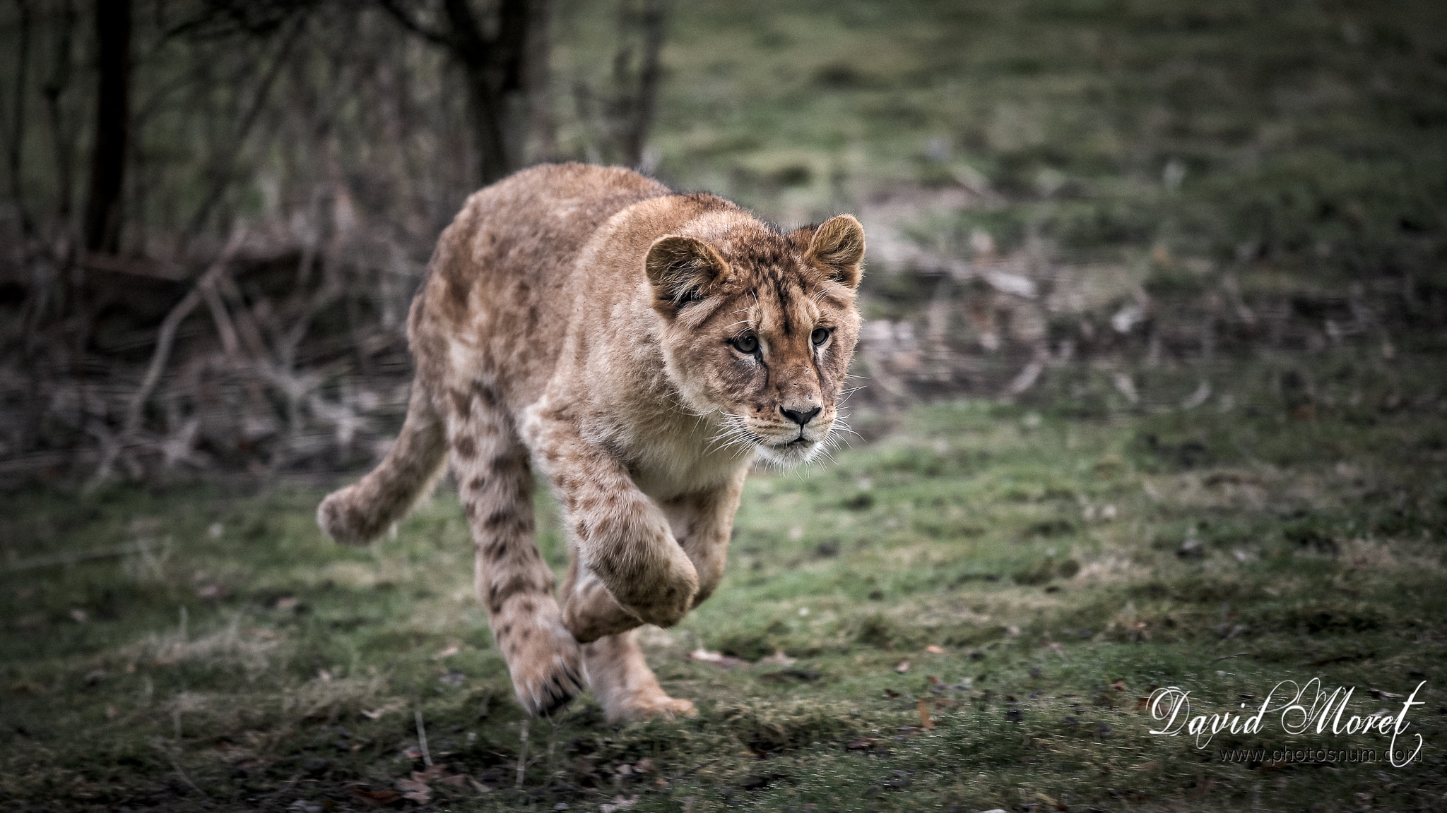 Nikon Nikkor AF-S 300mm F4E PF ED VR sample photo. Lionceau photography