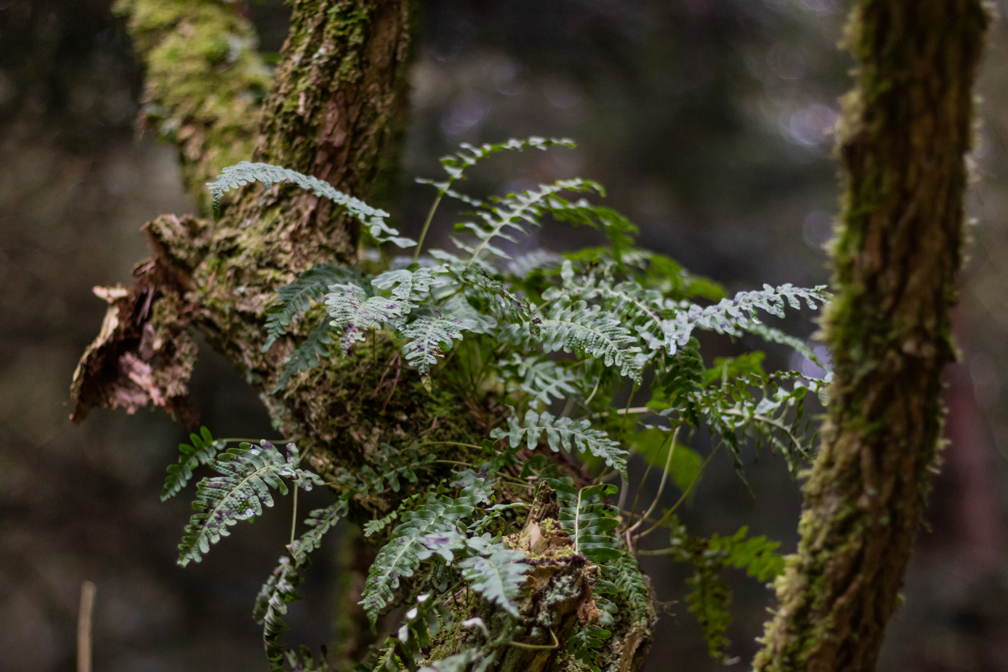 Canon EOS M3 + Canon EF 50mm F1.8 STM sample photo. Fern on a tree photography