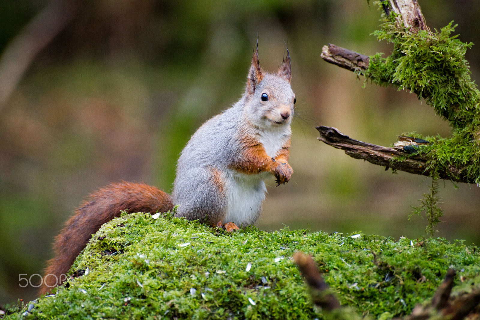 Nikon D800 sample photo. Hoarding squirrel photography