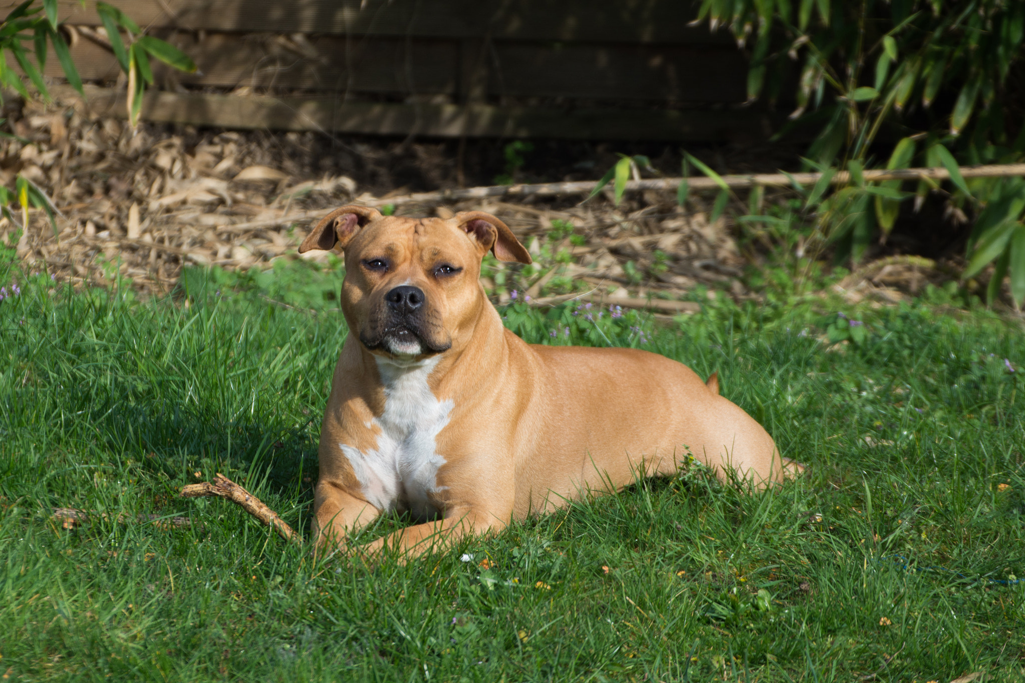 Nikon D7200 sample photo. Pet photography