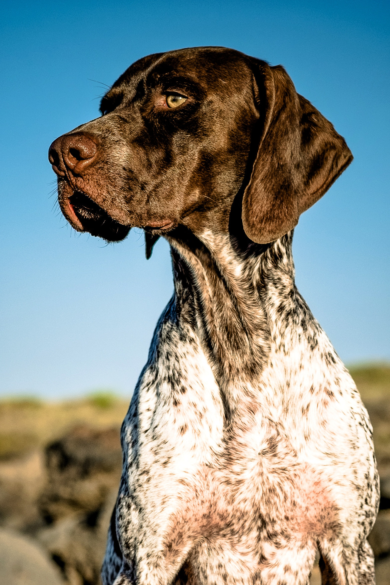Fujifilm X-T1 + Fujifilm XF 60mm F2.4 R Macro sample photo. Oreo photography