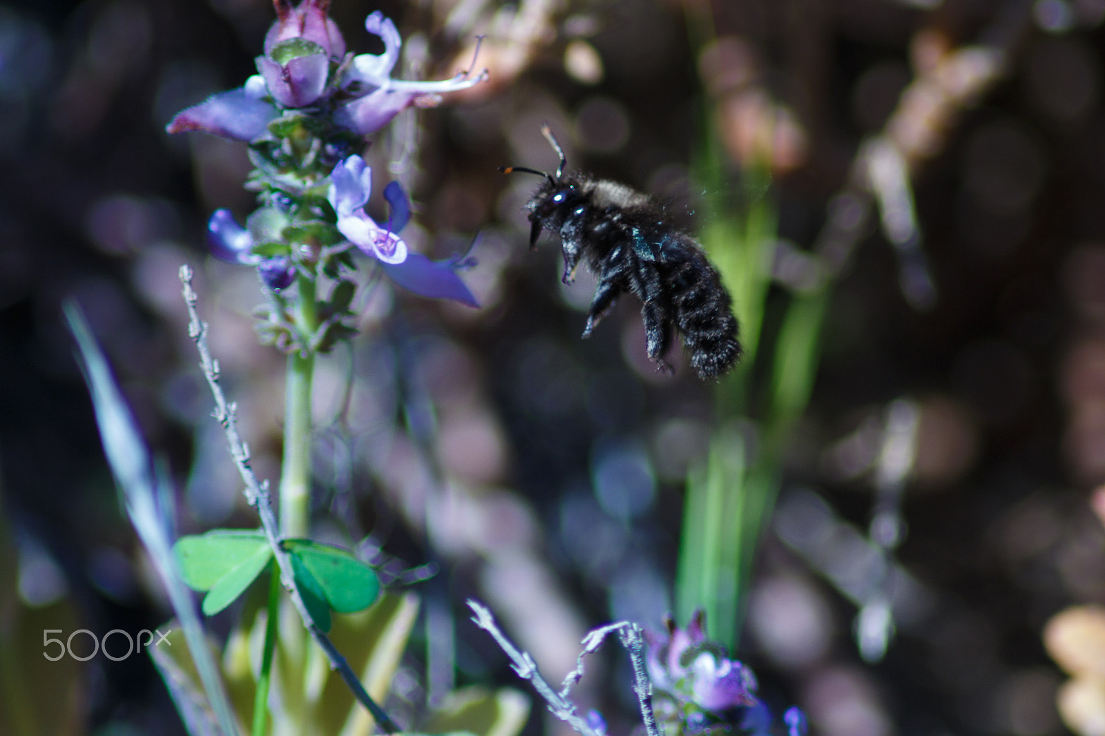 Canon EOS 650D (EOS Rebel T4i / EOS Kiss X6i) sample photo. Bee to lavandula dentata. photography